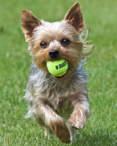 pet-home-banner-main-min pet-home-banner-main-min